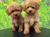Toy Poodle Yavrular